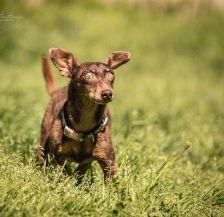 Benny – Dackel-Terrier-Mix, Männchen, 11 Jahre 3 Monate, 70195 Stuttgart-Botnang – Foto 3