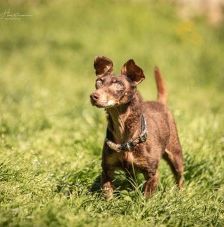 Benny – Dackel-Terrier-Mix, Männchen, 11 Jahre 3 Monate, 70195 Stuttgart-Botnang – Foto 4