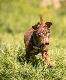 Benny – Dackel-Terrier-Mix, Männchen, 11 Jahre 3 Monate, 70195 Stuttgart-Botnang – Foto 5