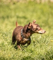 Benny – Dackel-Terrier-Mix, Männchen, 11 Jahre 3 Monate, 70195 Stuttgart-Botnang – Foto 6