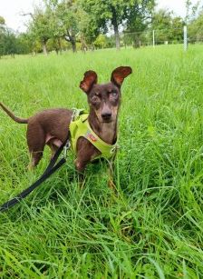 Benny – Dackel-Terrier-Mix, Männchen, 11 Jahre 3 Monate, 70195 Stuttgart-Botnang – Foto 8