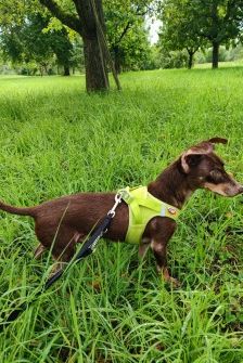 Benny – Dackel-Terrier-Mix, Männchen, 11 Jahre 3 Monate, 70195 Stuttgart-Botnang – Foto 9