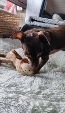 Benny – Dackel-Terrier-Mix, Männchen, 11 Jahre 3 Monate, 70195 Stuttgart-Botnang – Foto 10