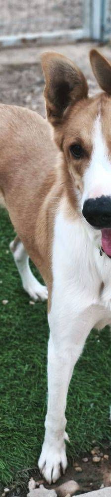 Rio – Mischling, Männchen, 9 Monate, 65520 Bad Camberg – Foto 12