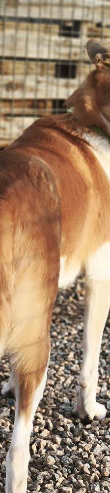 Rio – Mischling, Männchen, 9 Monate, 65520 Bad Camberg – Foto 13
