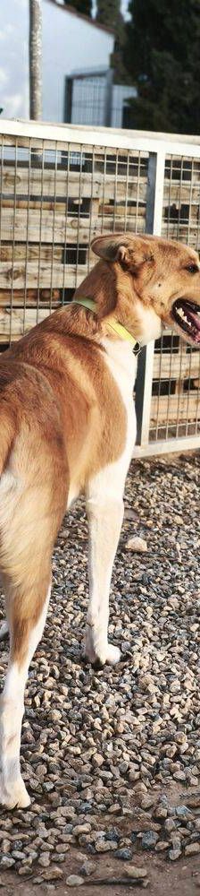 Rio – Mischling, Männchen, 9 Monate, 65520 Bad Camberg – Foto 14
