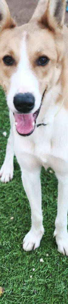 Rio – Mischling, Männchen, 9 Monate, 65520 Bad Camberg – Foto 15