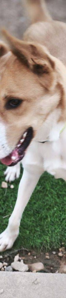 Rio – Mischling, Männchen, 9 Monate, 65520 Bad Camberg – Foto 16