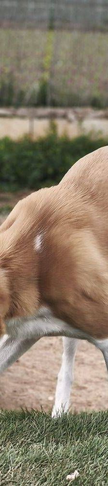 Rio – Mischling, Männchen, 9 Monate, 65520 Bad Camberg – Foto 18