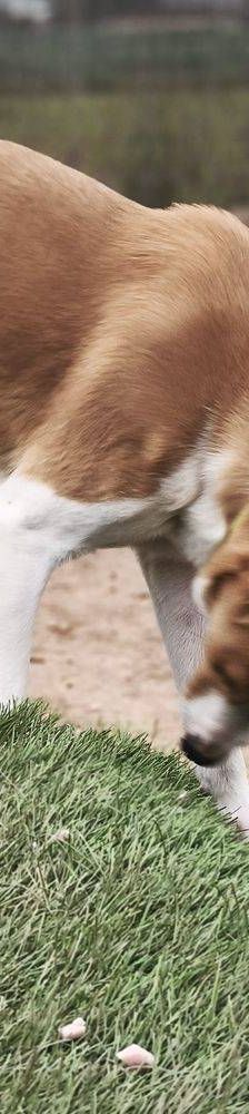 Rio – Mischling, Männchen, 9 Monate, 65520 Bad Camberg – Foto 21