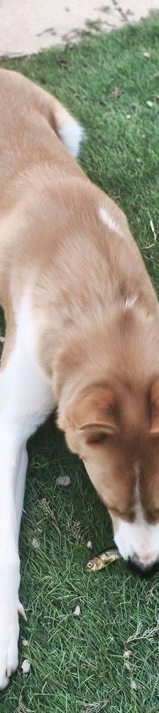 Rio – Mischling, Männchen, 9 Monate, 65520 Bad Camberg – Foto 23