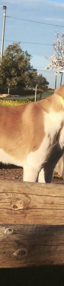 Rio – Mischling, Männchen, 9 Monate, 65520 Bad Camberg – Foto 28