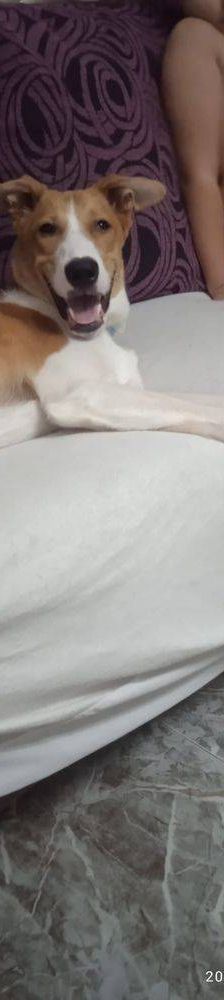 Rio – Mischling, Männchen, 9 Monate, 65520 Bad Camberg – Foto 7