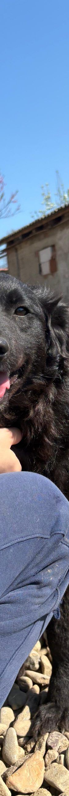 Sofija – Kroatischer Schäferhund-Mix, Weibchen, 3 Jahre 10 Monate, Nordic Strays e.V. – Foto 1