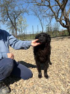 Sofija – Kroatischer Schäferhund-Mix, Weibchen, 3 Jahre 10 Monate, Nordic Strays e.V. – Foto 2
