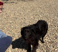 Sofija – Kroatischer Schäferhund-Mix, Weibchen, 3 Jahre 10 Monate, Nordic Strays e.V. – Foto 3