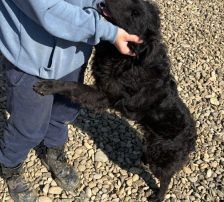 Sofija – Kroatischer Schäferhund-Mix, Weibchen, 3 Jahre 10 Monate, Nordic Strays e.V. – Foto 4