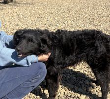 Sofija – Kroatischer Schäferhund-Mix, Weibchen, 3 Jahre 10 Monate, Nordic Strays e.V. – Foto 5