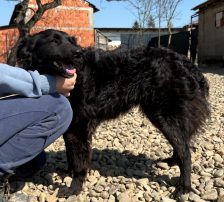 Sofija – Kroatischer Schäferhund-Mix, Weibchen, 3 Jahre 10 Monate, Nordic Strays e.V. – Foto 6