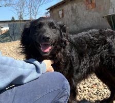Sofija – Kroatischer Schäferhund-Mix, Weibchen, 3 Jahre 10 Monate, Nordic Strays e.V. – Foto 7