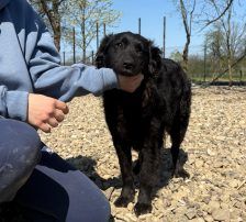 Sofija – Kroatischer Schäferhund-Mix, Weibchen, 3 Jahre 10 Monate, Nordic Strays e.V. – Foto 8