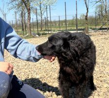 Sofija – Kroatischer Schäferhund-Mix, Weibchen, 3 Jahre 10 Monate, Nordic Strays e.V. – Foto 9