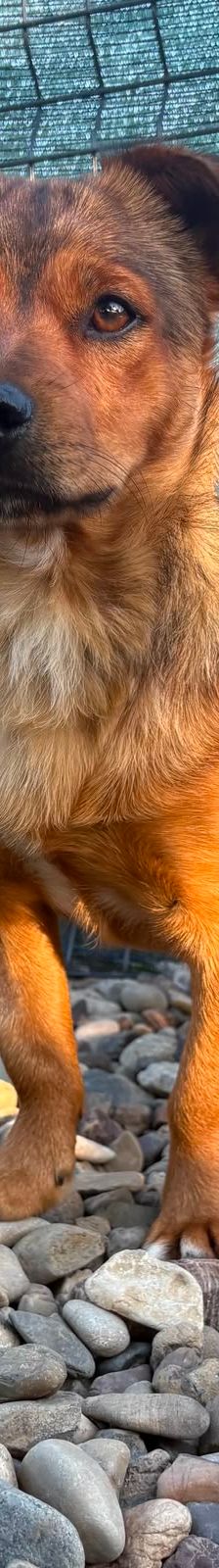Roni – Mischling, Männchen, 1 Jahr, Kroatien – Foto 1