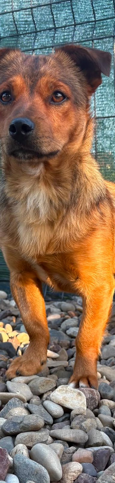 Roni – Mischling, Männchen, 1 Jahr, Kroatien – Foto 1