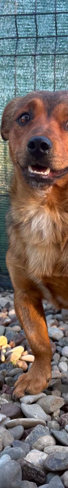 Roni – Mischling, Männchen, 1 Jahr, Kroatien – Foto 2
