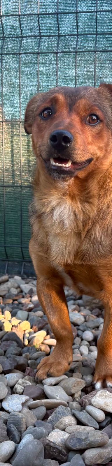 Roni – Mischling, Männchen, 1 Jahr, Kroatien – Foto 2