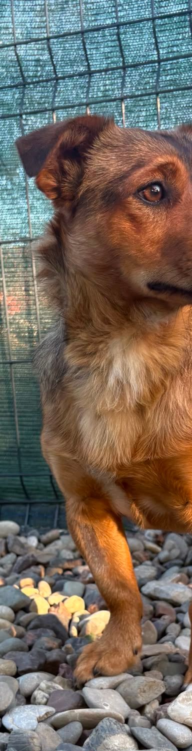 Roni – Mischling, Männchen, 1 Jahr, Kroatien – Foto 3