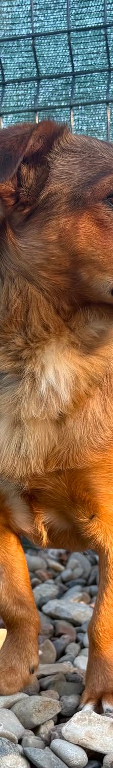 Roni – Mischling, Männchen, 1 Jahr, Kroatien – Foto 4