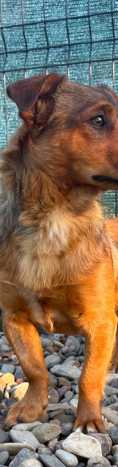 Roni – Mischling, Männchen, 1 Jahr, Kroatien – Foto 4