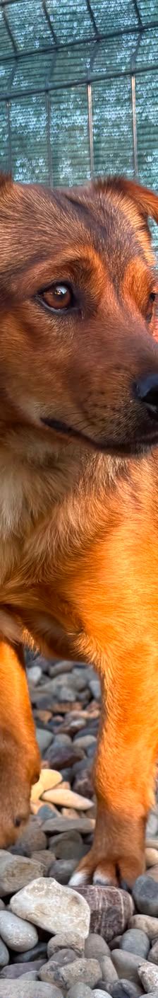 Roni – Mischling, Männchen, 1 Jahr, Kroatien – Foto 5