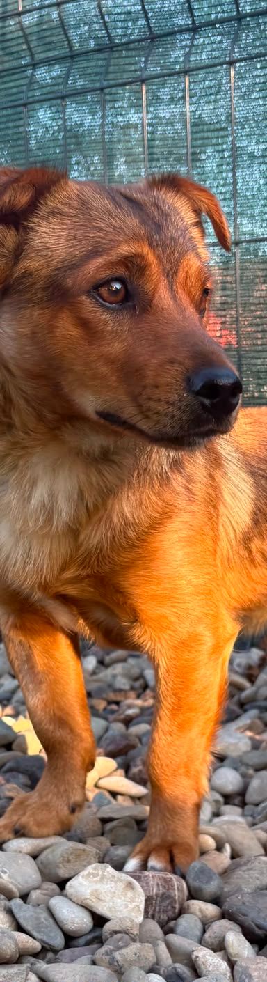 Roni – Mischling, Männchen, 1 Jahr, Kroatien – Foto 5