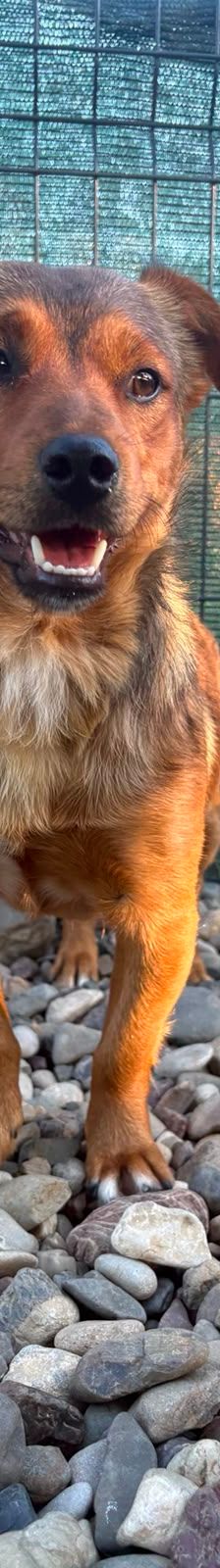 Roni – Mischling, Männchen, 1 Jahr, Kroatien – Foto 6