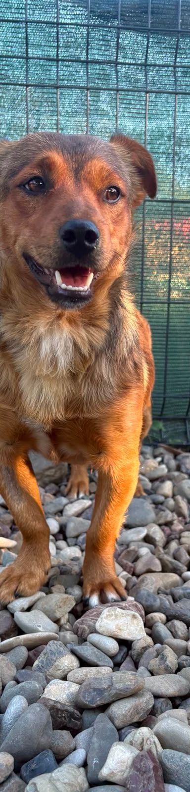 Roni – Mischling, Männchen, 1 Jahr, Kroatien – Foto 6