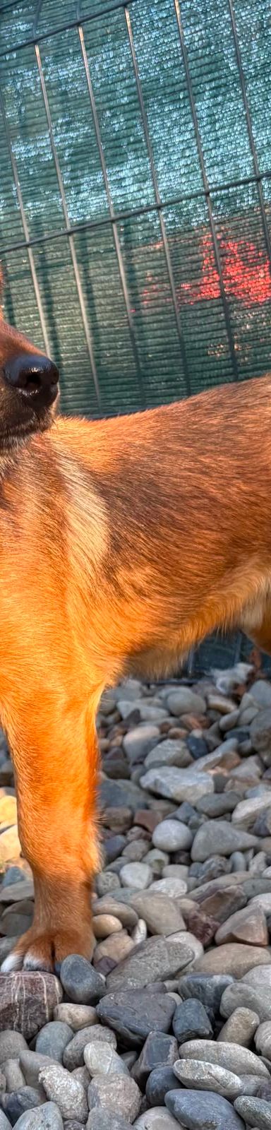 Roni – Mischling, Männchen, 1 Jahr, Kroatien – Foto 7