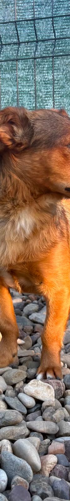 Roni – Mischling, Männchen, 1 Jahr, Kroatien – Foto 8