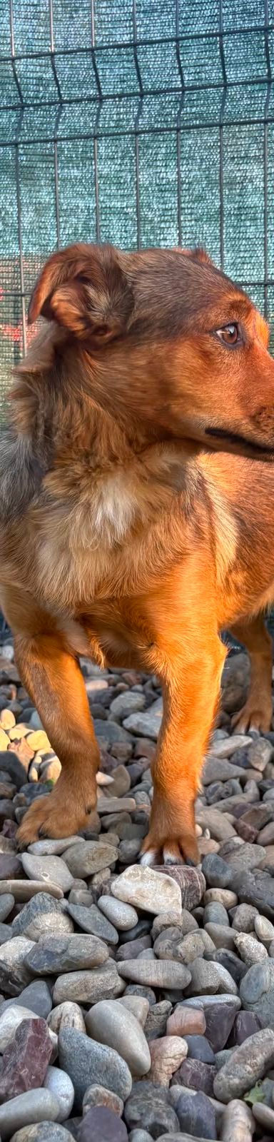Roni – Mischling, Männchen, 1 Jahr, Kroatien – Foto 8