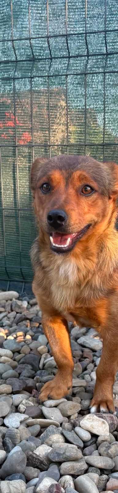 Roni – Mischling, Männchen, 1 Jahr, Kroatien – Foto 9
