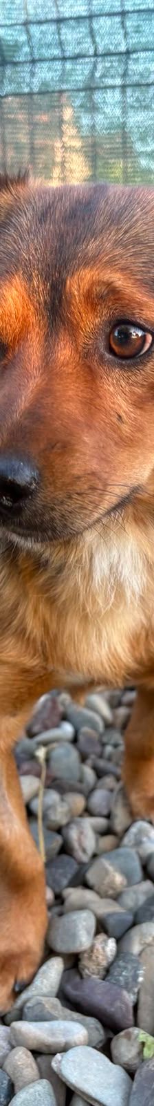 Roni – Mischling, Männchen, 1 Jahr, Kroatien – Foto 10