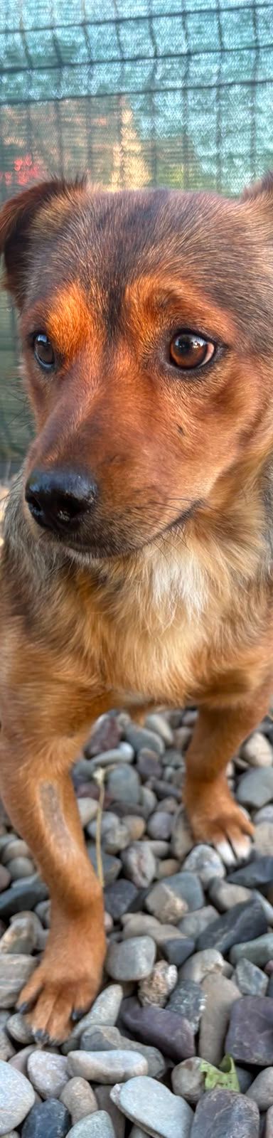 Roni – Mischling, Männchen, 1 Jahr, Kroatien – Foto 10