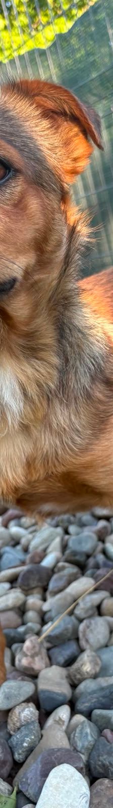 Roni – Mischling, Männchen, 1 Jahr, Kroatien – Foto 11