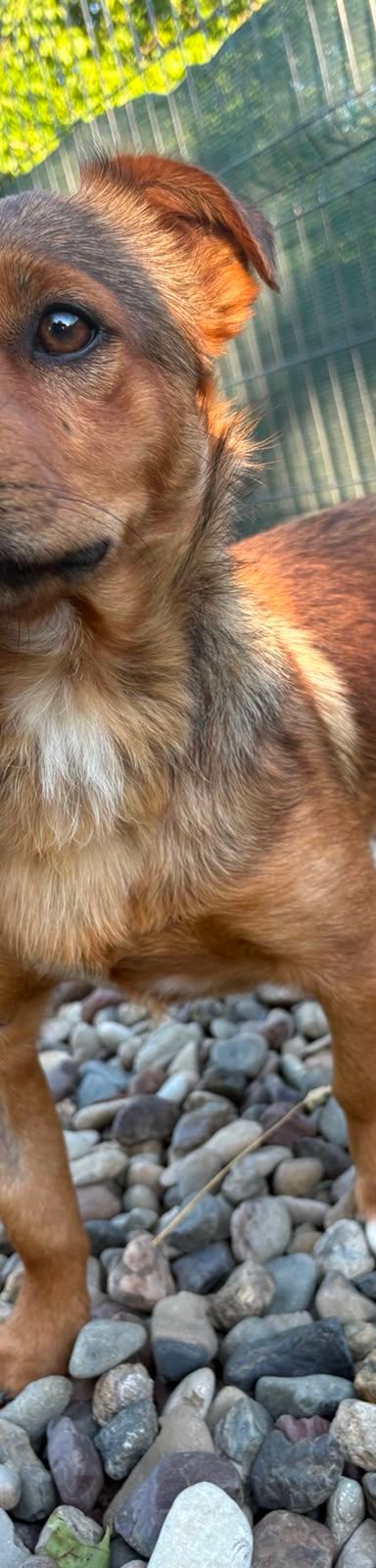 Roni – Mischling, Männchen, 1 Jahr, Kroatien – Foto 11