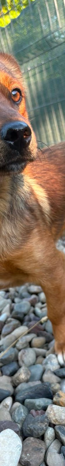 Roni – Mischling, Männchen, 1 Jahr, Kroatien – Foto 12