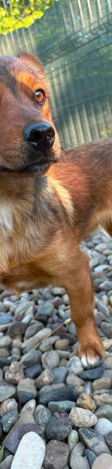 Roni – Mischling, Männchen, 1 Jahr, Kroatien – Foto 12