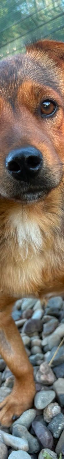 Roni – Mischling, Männchen, 1 Jahr, Kroatien – Foto 13