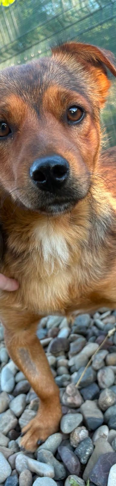 Roni – Mischling, Männchen, 1 Jahr, Kroatien – Foto 13