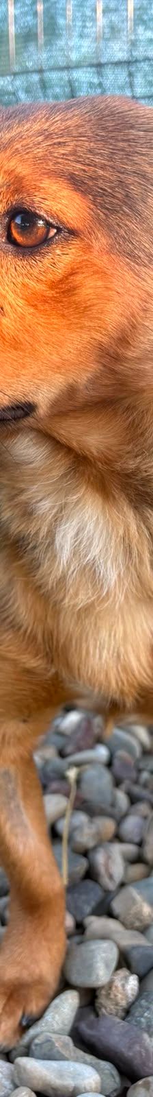 Roni – Mischling, Männchen, 1 Jahr, Kroatien – Foto 14